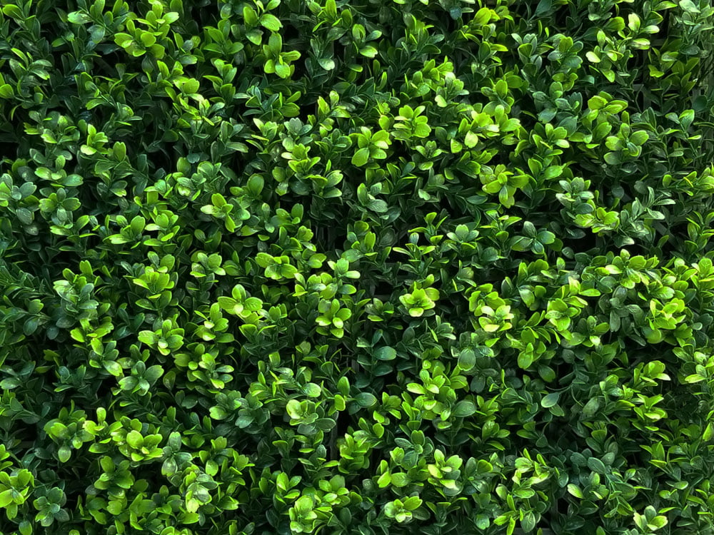 Buchsbaum-Japonicus-Kunsthecke-detail3 Buchsbaum Japonicus Kunsthecke