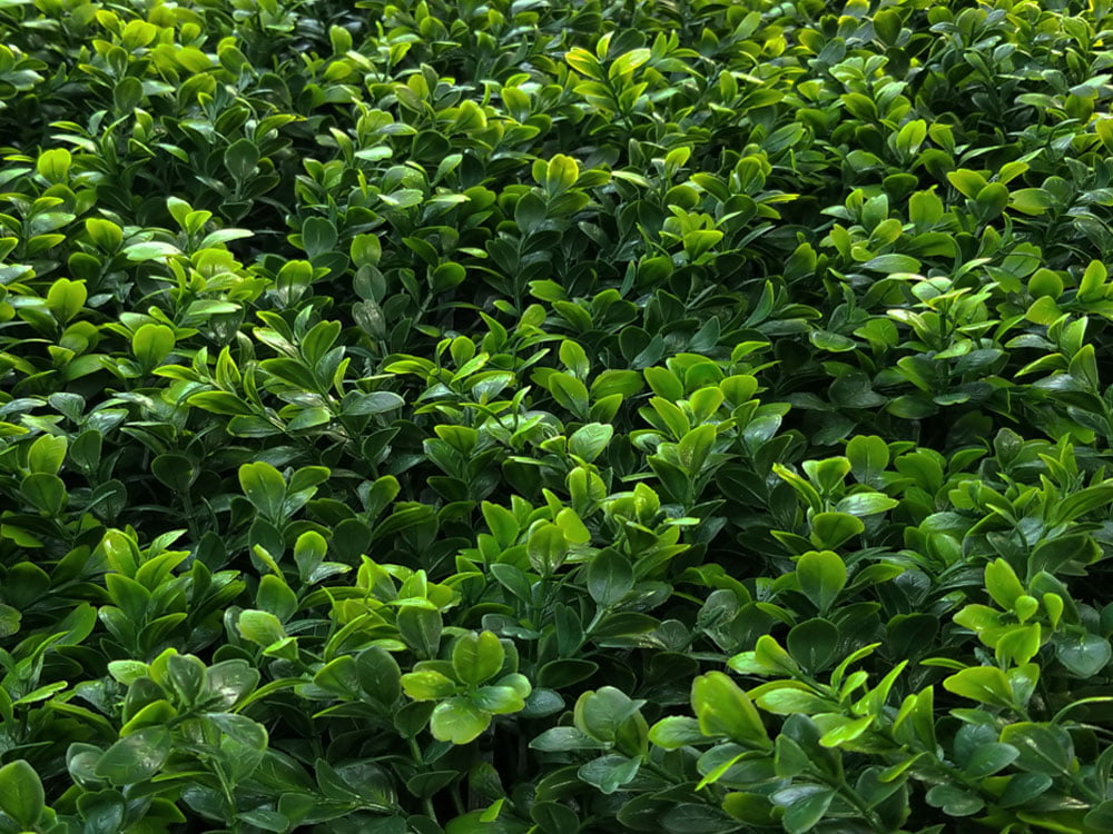 Buchsbaum Japonicus Kunsthecke Buchsbaum Japonicus Kunsthecke