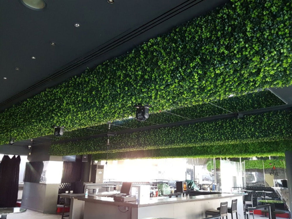 Buchsbaum Japonicus Kunsthecke projekt foto 2 Buchsbaum Japonicus Kunsthecke projekt foto 2