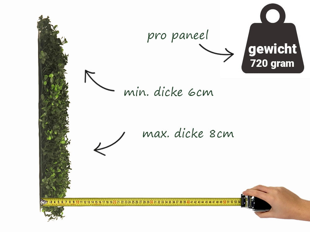 Buchsbaum Japonicus Kunsthecke seite Buchsbaum Japonicus Kunsthecke seite