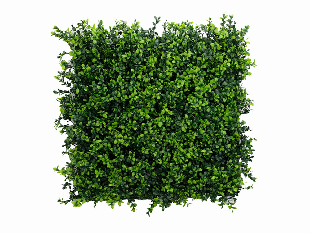 Buchsbaum Japonicus Kunsthecke Buchsbaum Japonicus Kunsthecke