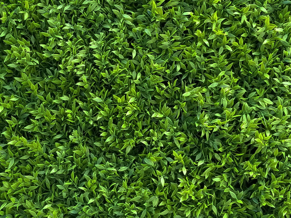 Buchsbaum Mäusedorn Kunsthecke Buchsbaum Mäusedorn Kunsthecke