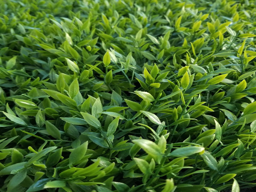 Buchsbaum Mäusedorn Kunsthecke Buchsbaum Mäusedorn Kunsthecke