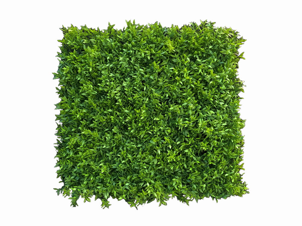 Buchsbaum Mäusedorn Kunsthecke Buchsbaum Mäusedorn Kunsthecke