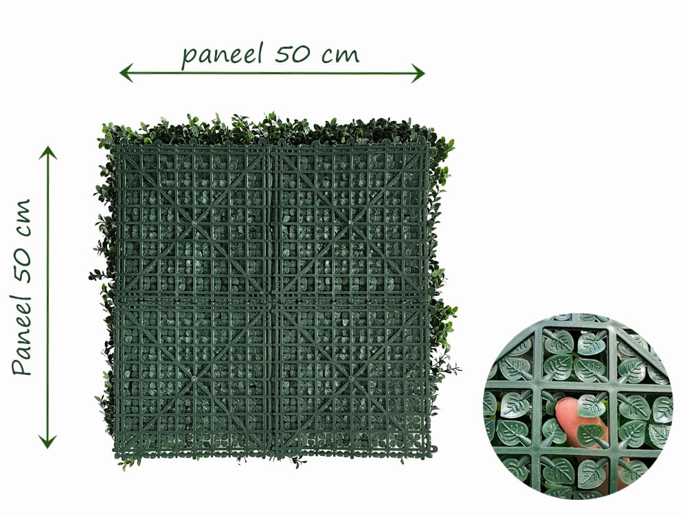 Buxus japonicus Achterzijde koppelmaat Buxus japonicus Achterzijde koppelmaat