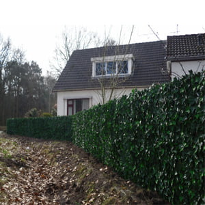 Easydeko-Kunsthaag-Marcel-Kuin-Hedera-helix