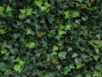 Hedera mit Blume Kunsthecke detail