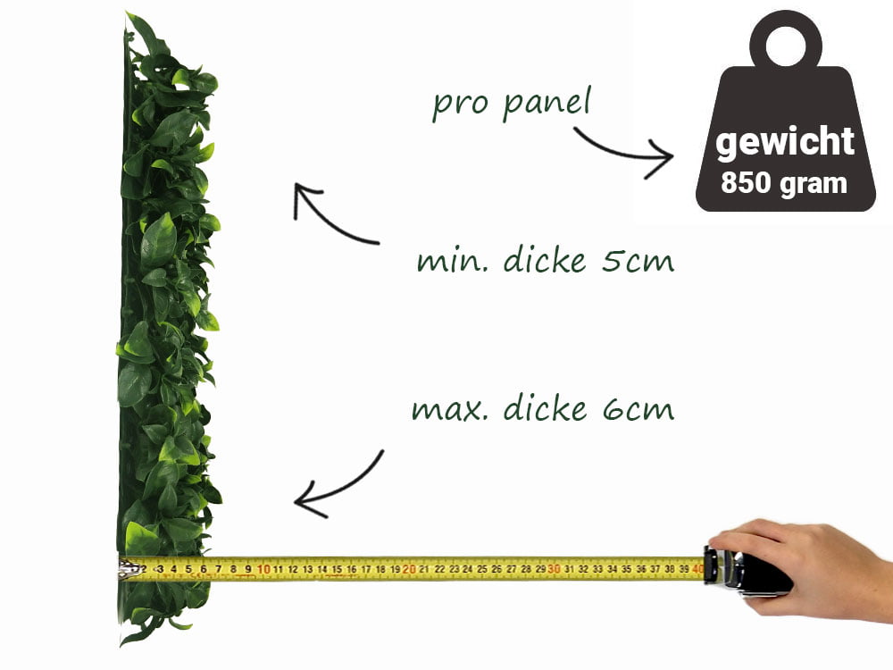 Pampelmuse Citrus Maxima Kunsthecke seite Pampelmuse Citrus Maxima Kunsthecke seite