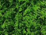 Vegetation feines Blatt Kunsthecke - Feuerhemmend klasse C - 50x50cm – Bild 2
