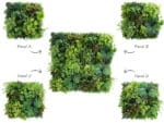 Vegetation Euonymus Japonicus Pflanzenwand keine Muster