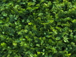Vegetation Farn Klee Kunsthecke detail