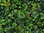 Vegetation Grob Hedera Kunsthecke detail 1