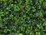 Vegetation Grob Hedera Kunsthecke detail 2