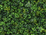 Vegetation Grob Hedera Kunsthecke detail 3