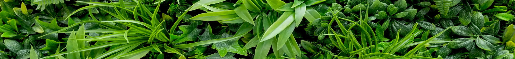 kunst jungle kunsthaag groenewand kunsthaagvoordeel