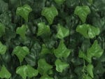 Hedera efeu kunsthecke detail