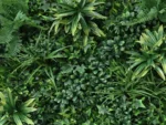 Vegetation grober Blaetter jungle Pflanzenwand detail