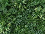Vegetation grober Blaetter jungle Pflanzenwand detail 1