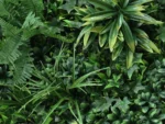 Vegetation grober Blaetter jungle Pflanzenwand detail 3