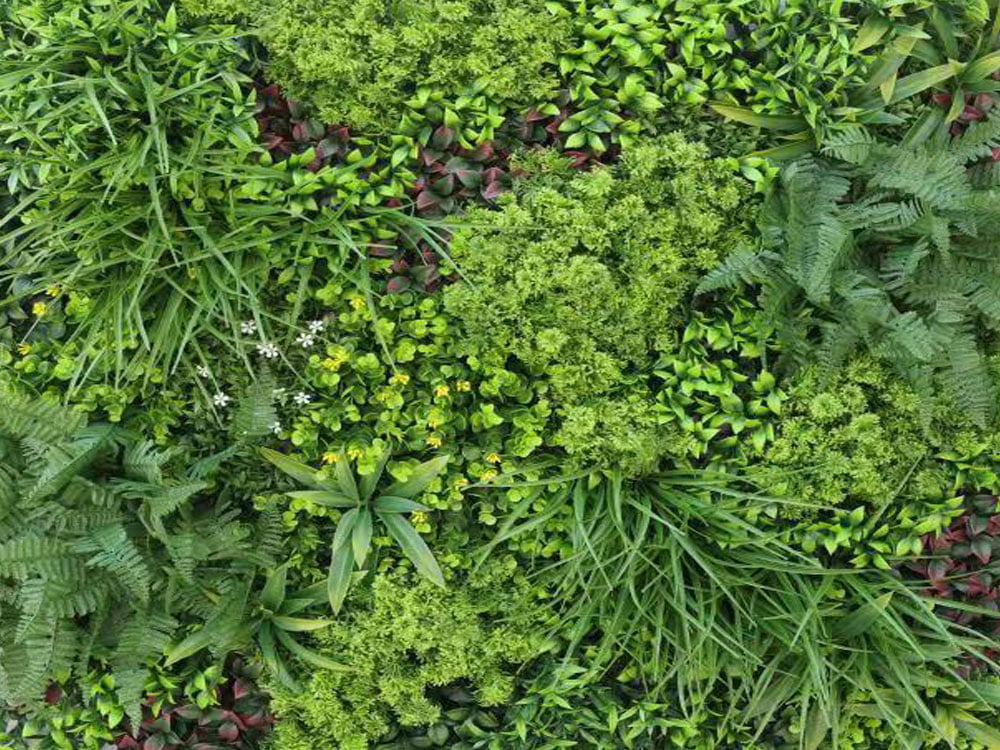 Jungle gelb weiße Blüten Pflanzenwand Jungle gelb weiße Blüten Pflanzenwand