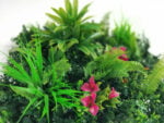Dracaena rosa Orchidee Kunsthecke detail