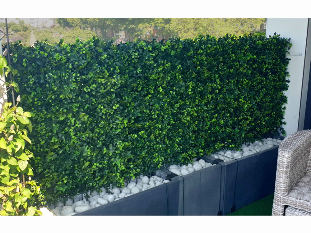 Hedera Efeu Farne Kunsthecke projekt foto 1 Hedera Efeu Farne Kunsthecke projekt foto 1