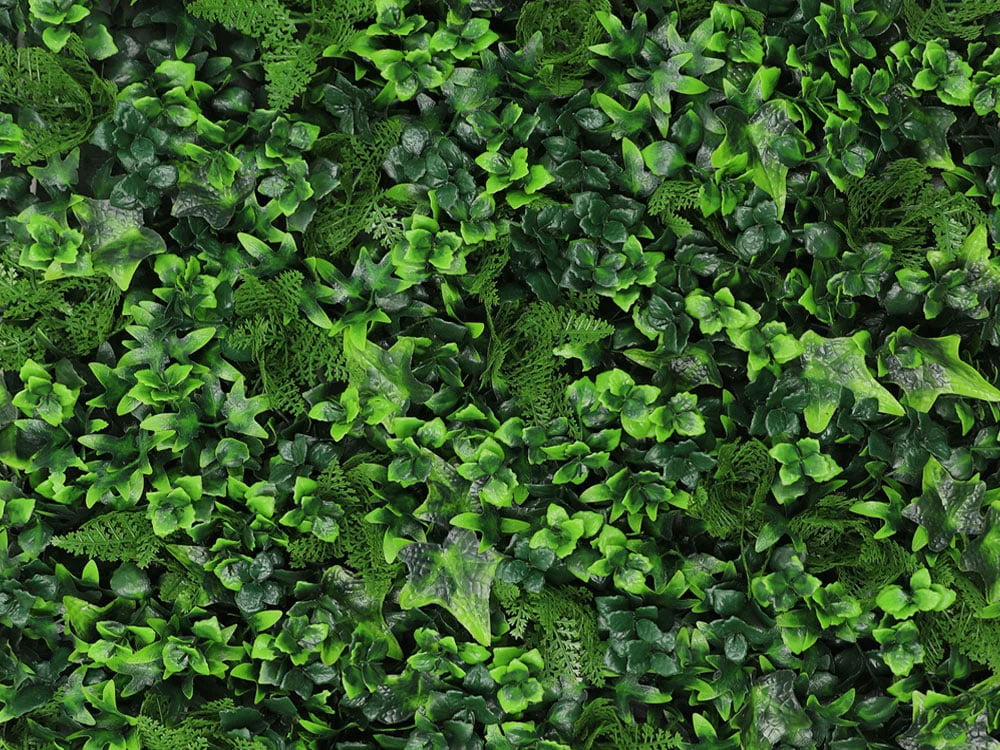 Hedera Efeu Farne Kunsthecke-detail1 Hedera Efeu Farne Kunsthecke-detail1