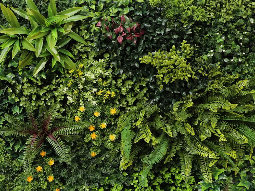 Rotem Farn Gras Pflanzenwand Rotem Farn Gras Pflanzenwand