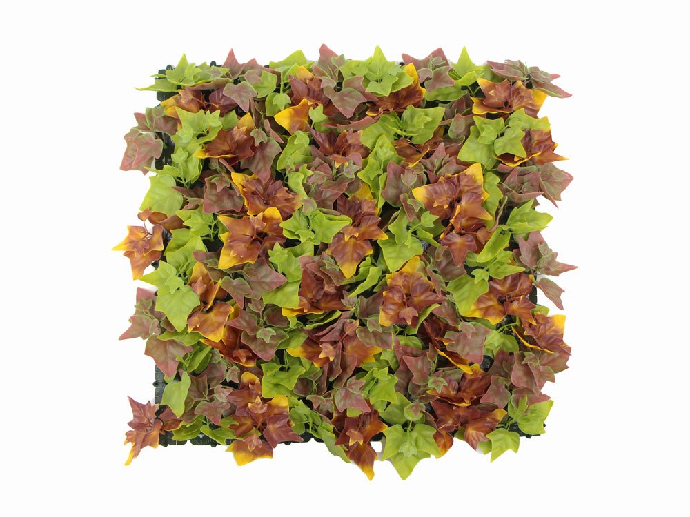 Hedera Efeu Herbstfarben kunsthecke 1 Hedera Efeu Herbstfarben kunsthecke 1