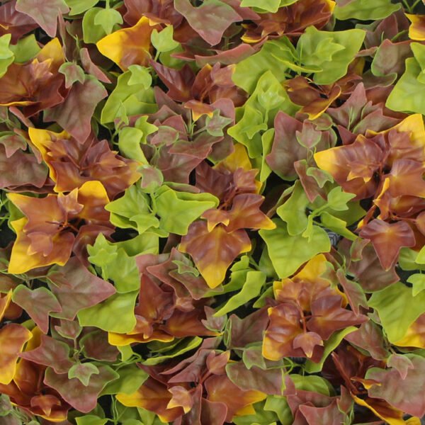 Hedera Efeu Herbstfarben kunsthecke