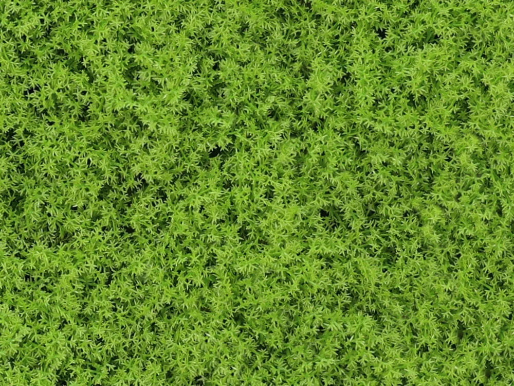 Isländisch Moos zartgrün Mooswand Isländisch Moos zartgrün Mooswand