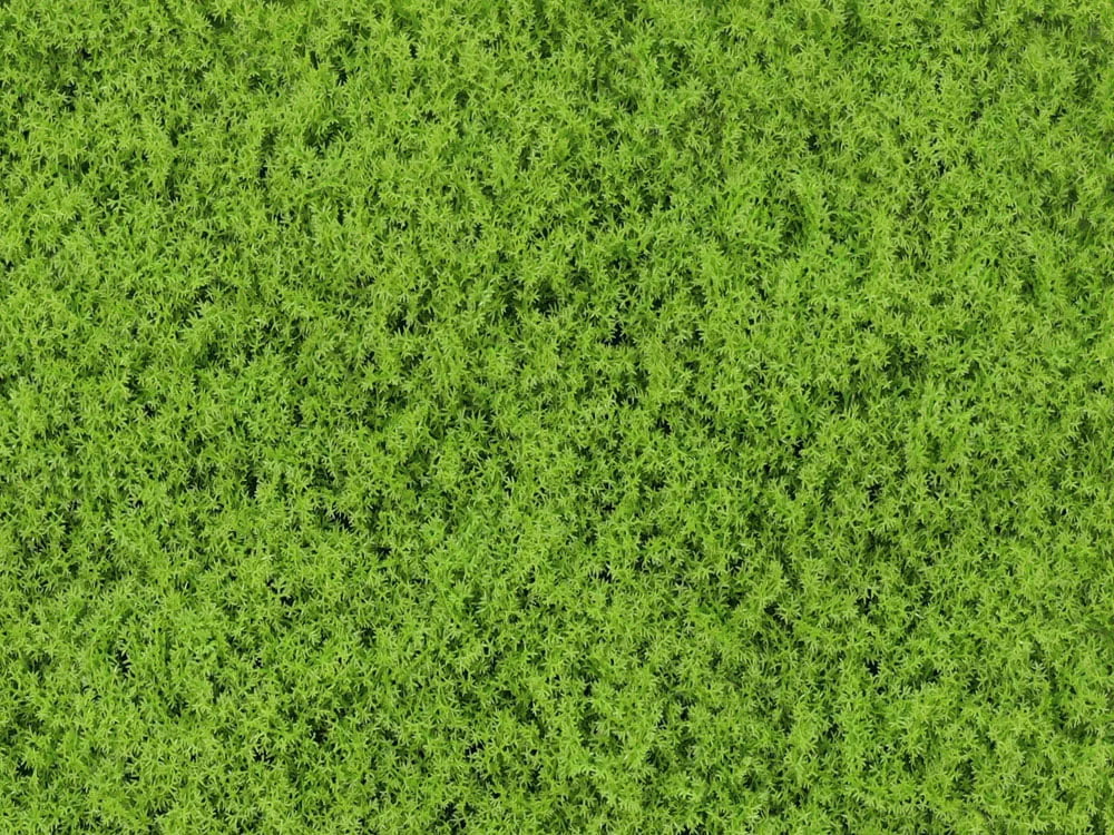 Isländisch Moos zartgrün Mooswand Isländisch Moos zartgrün Mooswand