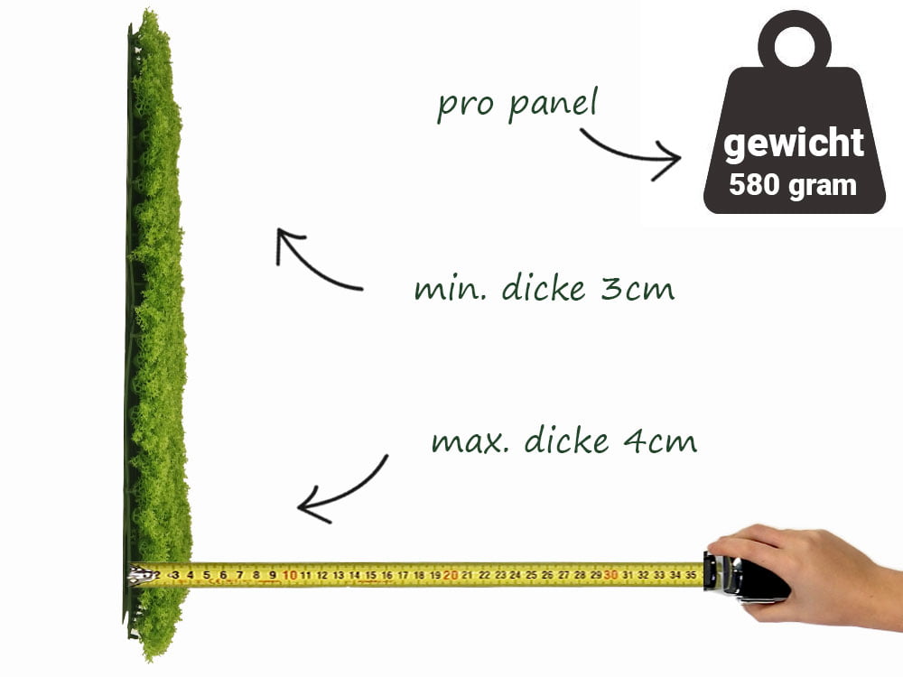 Islandmoos zartgrun Mooswand seite Islandmoos zartgrun Mooswand seite