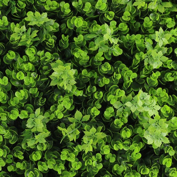 Buchsbaum vegetation grob kunsthecke detail