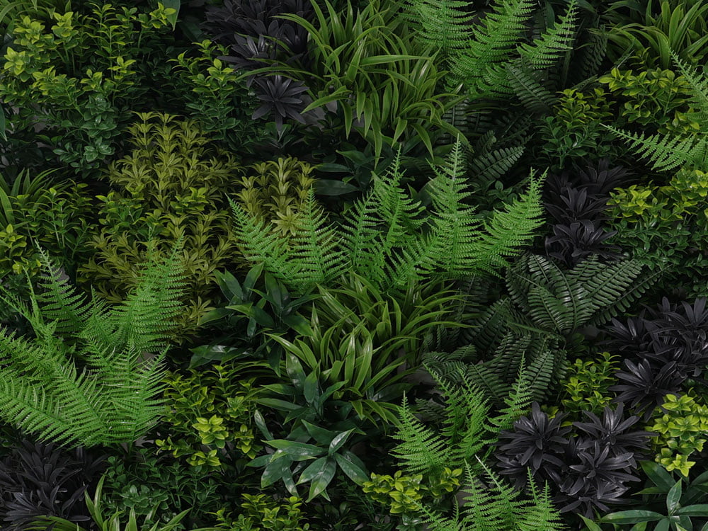 Farn Fantasie Pflanzenwand detail 1 Farn Fantasie Pflanzenwand detail 1