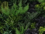 Farn Fantasie Pflanzenwand detail 3