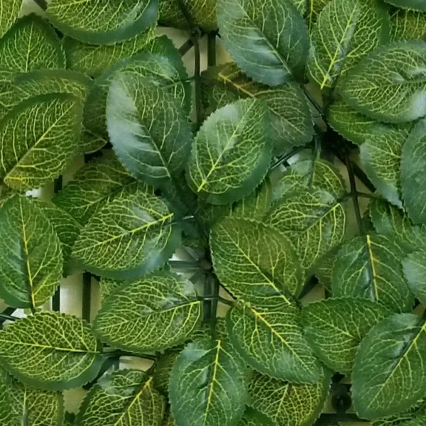 Fittonia Budget Kunsthecke detail