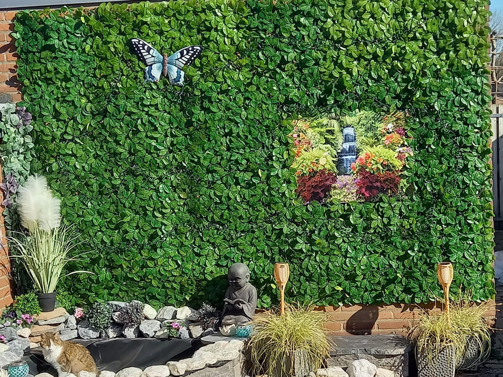 Fittonia Budget Kunsthecke projekt foto Fittonia Budget Kunsthecke projekt foto