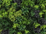 Green Fantasie Pflanzenwand detail 1