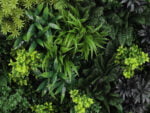 Green Fantasie Pflanzenwand detail 2