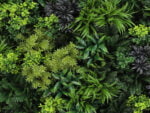 Green Fantasie Pflanzenwand detail 3