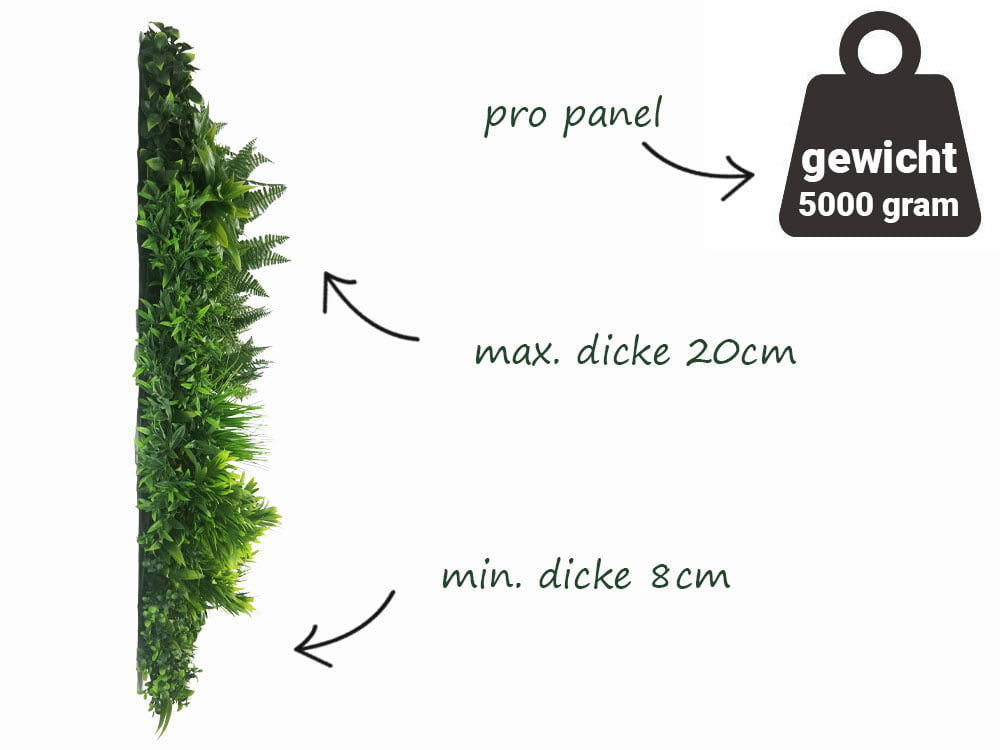 Ruscus Farn Pflanzenwand seite Ruscus Farn Pflanzenwand seite