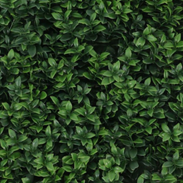 Buchsbaum veronica kunsthecke detail