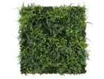 Asplenium farn mischung kunsthecke