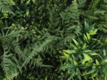 Asplenium varen melange kunsthaag detail