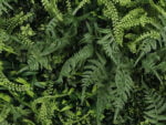 Asplenium varen melange kunsthaag detail