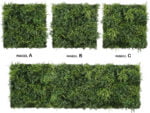 Asplenium varen melange kunsthaag zonder patroon