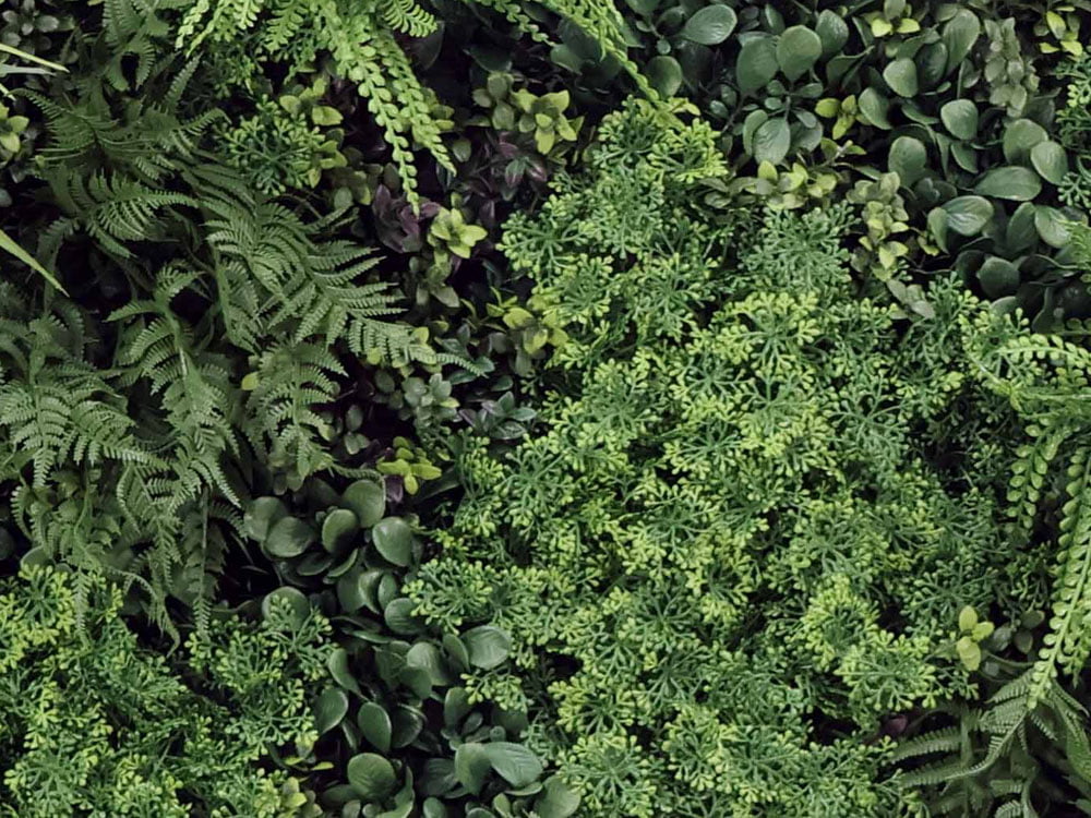 Mauerraute melange kunsthecke detail Mauerraute melange kunsthecke detail