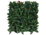 Photinia Glanzmispel kunsthecke