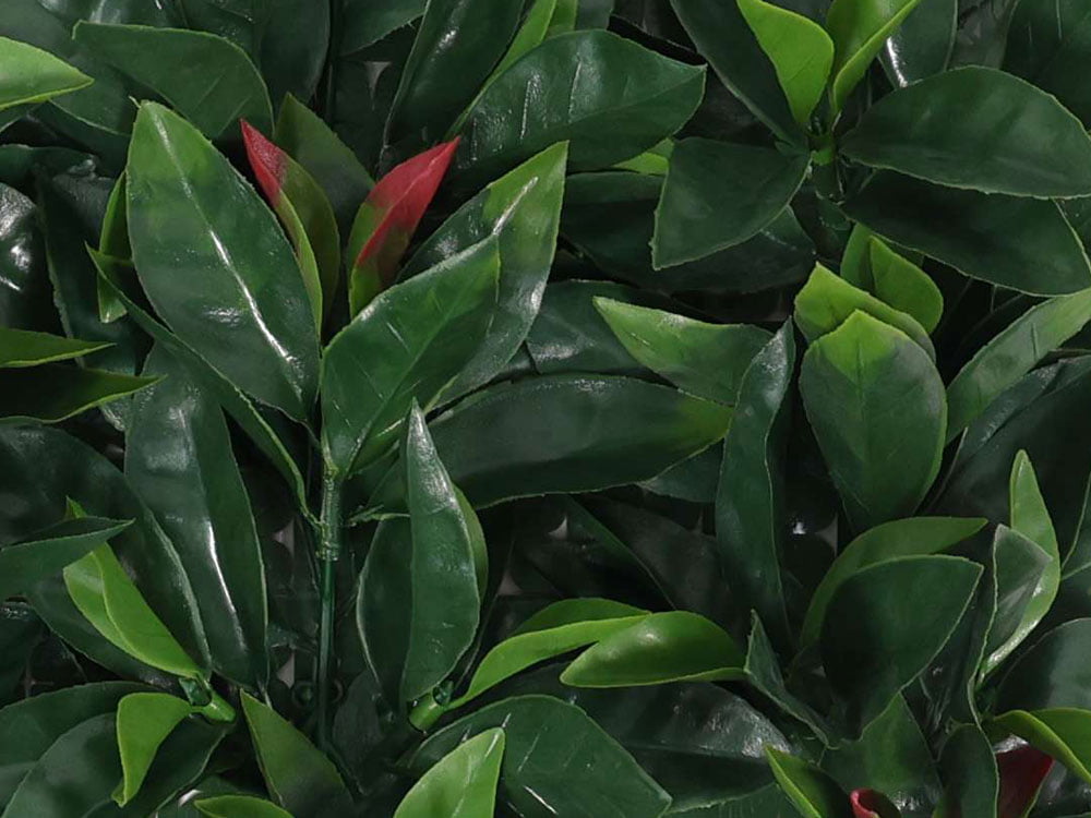 Photinia Glanzmispel kunsthecke detail Photinia Glanzmispel kunsthecke detail